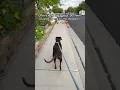 Download Lagu She’s so excited with our morning walk! 😍🐾🐶🐕❤️ #doglife #moki #utah #cna #algorithm #pets #cute