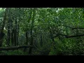 Fall Asleep Instantly in 3 Minutes with Best Rain Sounds - Natural Forest Rain ASMR & Stress Relief