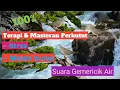 Download Lagu Terapi perkutut stres dan malas bunyi