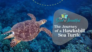 The Journey of a Hawksbill Sea Turtle Reptiles Amphibians and Fish The Good and the Beautiful