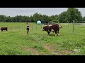Osgood teen and her pet cows