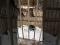Download Lagu anakan kacer hasil tangkar by kang tarsum sangun ratu kec pubian...