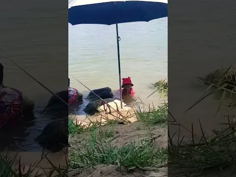 Đi câu cá mà như vầy thì ối dồi ôi lun😓#newwoman #fishing #shorts