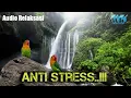Download Lagu terapi lovebird || relaksasi Suara air gemricik dan lovebird fighter ngekek panjang