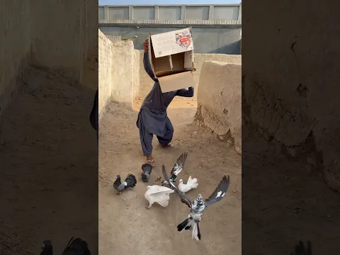 Kabootar sare azaad kar diye 😍😱#shortvideo