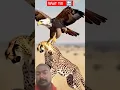 Download Lagu Danger hai ye ?? #animals #birds #cheetah #wildlife #nature #remix #bgm #music #ringtone #ringtones