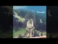 Squirrel Shout - No Copyright Gif
