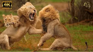 الملكة الأسد نهضة القطيع في السافانا وثائقي عن الحيوانات  الملكة الأسد نهضة القطيع في السافانا وثائقي عن الحيوانات