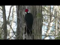 Download Lagu Pelatuk Jambul Merah (jantan) menabuh genderang di pohon berlubang (Ontario, Kanada).