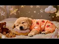 Healing Pet Music 🌿 3 Hours of Calming Music for Dogs | Peaceful Sleep & Comfort