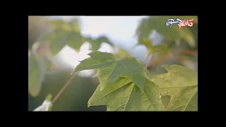 يلوموني واحسك تكبر بروحي دندنها