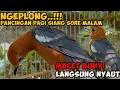Lagu Anis Merah GACOR NGEPLONG Cocok Untuk Pancingan Pagi Siang Sore Malam,Anis Merah Lain Langsung NYAUT