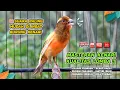 Download Lagu Kenari GACOR NGEREK‼️ Masteran Kenari PAUD dan Pancingan Kenari MACET BUNYI dan Betina NGIWIR - 33
