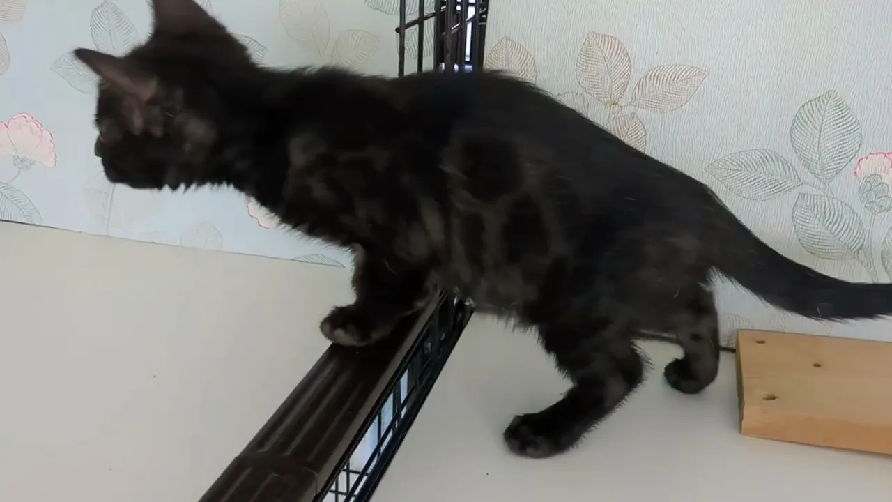 動画