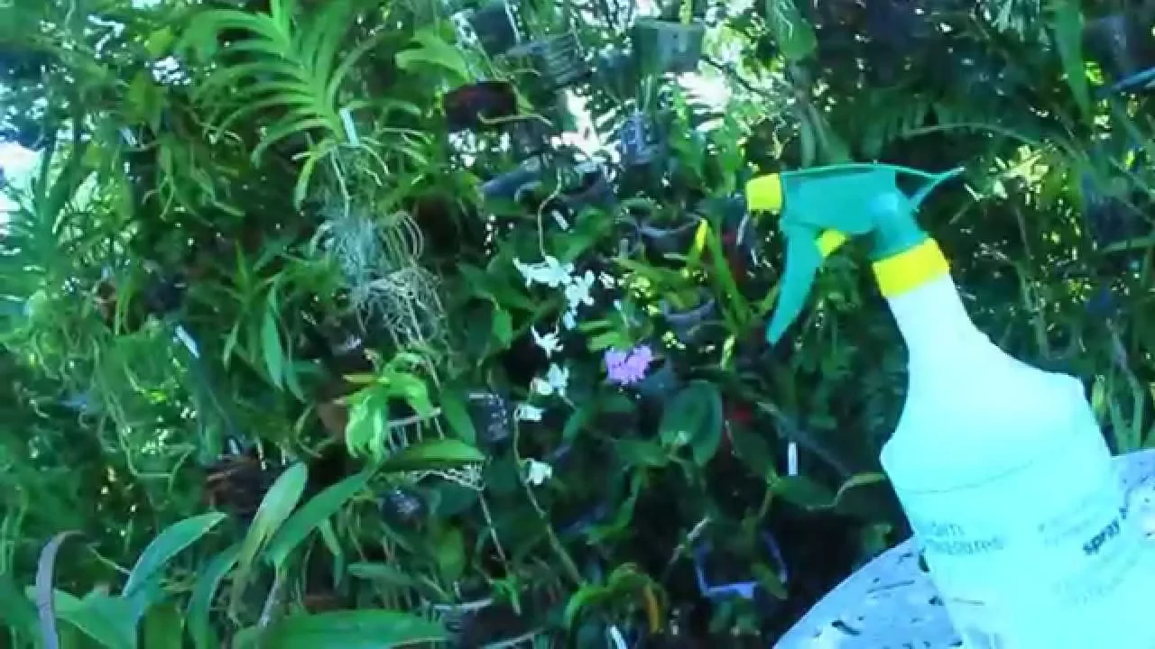 ORCHID GROWING TIPS FERTILIZING, WATERING, POTTING MEDIA