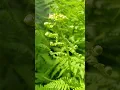 The wonderful fronds of ferns