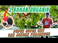 Download Lagu SUPER IRIT \u0026 JANGKA PANJANG‼️ 2 BAHAN ORGANIK PADAT UNTUK POHON ANGGUR DI MUSIM HUJAN TANPA ATAP UV