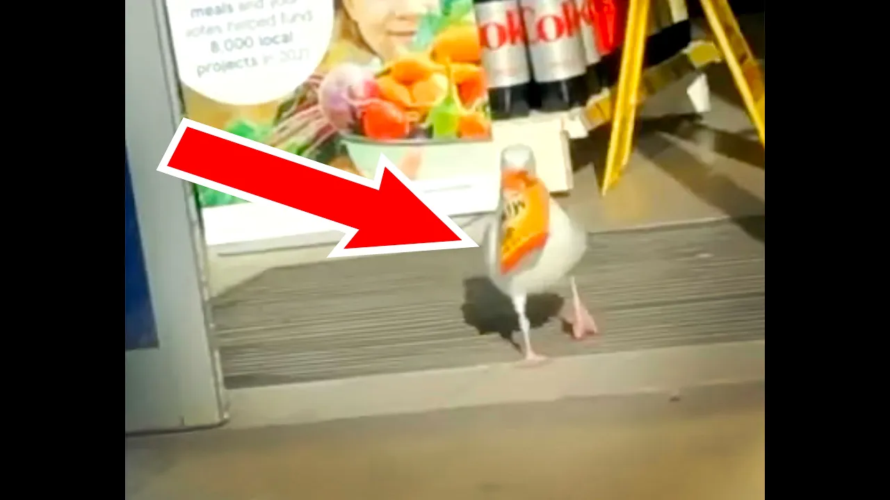 Stop, Thief! Seagull spotted stealing a pack of Mini Cheddars from a grocery store