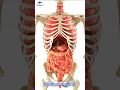 Download Lagu Human Internal organs 3D Animation  /// #organs #shoertsvideo