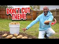 If You Plant Potatoes Like This You ll Harvest Buckets