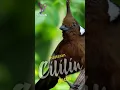 Download Lagu Cililin Gacor Ngerol untuk Masteran