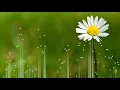 Warda Al Jazairia - DanDana  | FT. P |                                       وردة الجزائرية -  دندنه