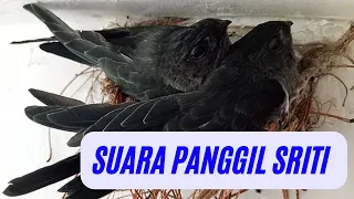 Download Suara Panggil Sriti Luar MP3