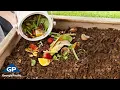 Learn How to Compost For Beginners Georgia-Pacific