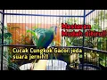 Masteran Cucak Cungkok gacor jeda suara jernih
