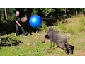 Lagu Angry Ram explodes a yoga ball