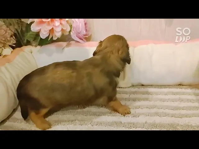 動画