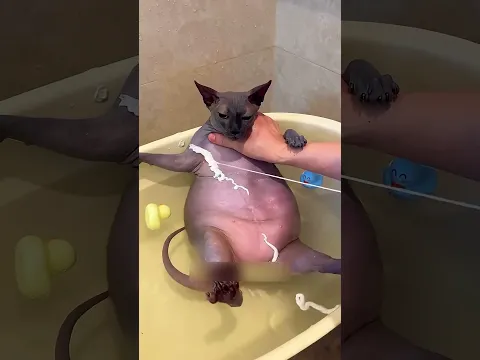 Adoptó dos gatos sin pelo y descubrió esto 🐱😳 #youtubeshorts