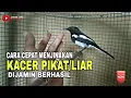 Download Lagu Cara menjinakan burung kacer liar atau pikat