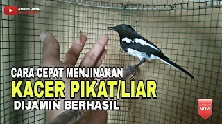 Download Cara menjinakan burung kacer liar atau pikat MP3