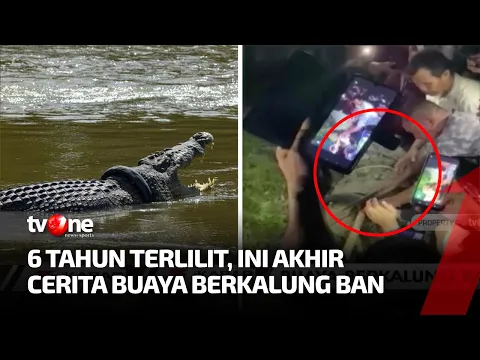 Dramatis! Proses Evakuasi Buaya Berkalung Ban di Palu