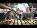 How To Breed French Bulldog Tutorial
