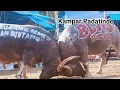 Lagu BADAI CARTEN Vs KAMPAR PADATINDO🐃 #adukerbau #torajautara #kerbau