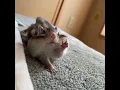 Download Lagu Going into Monday like 🥱  #stretching #chipmunk #animal #cute #squirrel #monday #funny #tired #lol