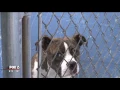 SPCA Suncoast faces closure without donations 6-27-17