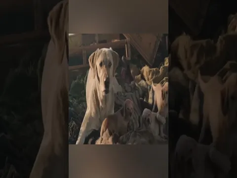 इतना बड़ा कुत्ता 😮 | #shorts #dog #shortvideo