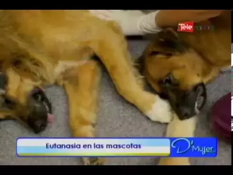 Eutanasia en las mascotas