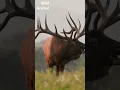 Download Lagu wildlife animals barasingha #subscribe #YouTube #shorts #viral #video