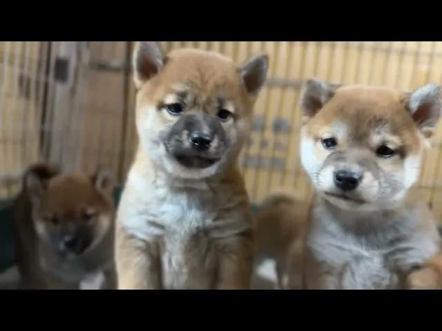 動画