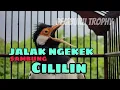 Download Lagu Pancingan Jalak Suren Full isian Tengkek Buto sambung cililin - Masteran Jalak Suren Full isian