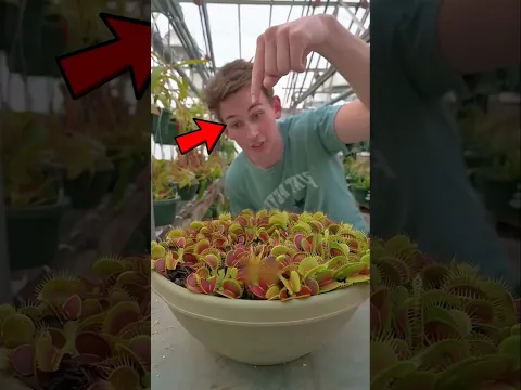He Put His Finger Near a Deadly Plant