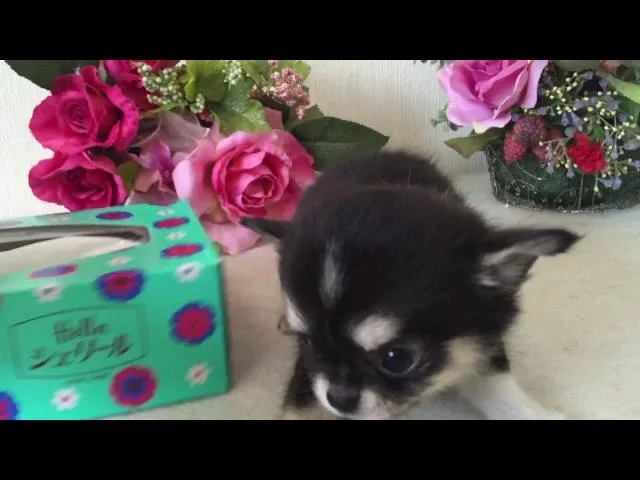 動画