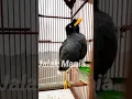 Download Lagu Jalak Mania - Burung Jalak Kebo Gacor