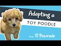 Toy Poodle Puppy Review Pawrade com