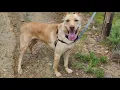 1 100 dogs are up for adoption in San Diego Here s how to foster for free
