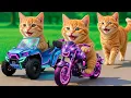 Lagu Kittens Drive Future Motorbikes \u0026 Cars 🚓 on a Revenge Mission to Rescue Mama Cat from a Bully💥🐱